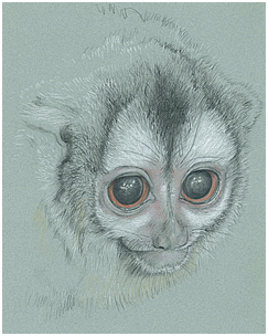 Monkey